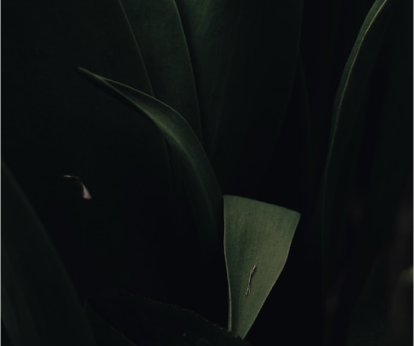 Robl JM, Jewell, TD, Kanotra S